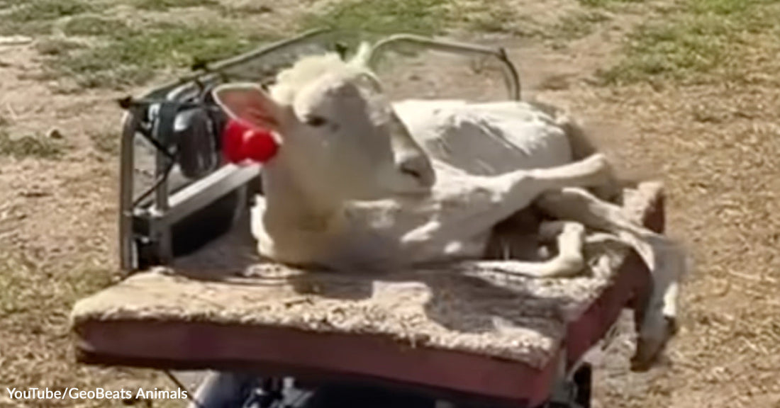 Sheep lying on a cushioned cart outdoors, using a joystick-like device attached to a mobility aid.