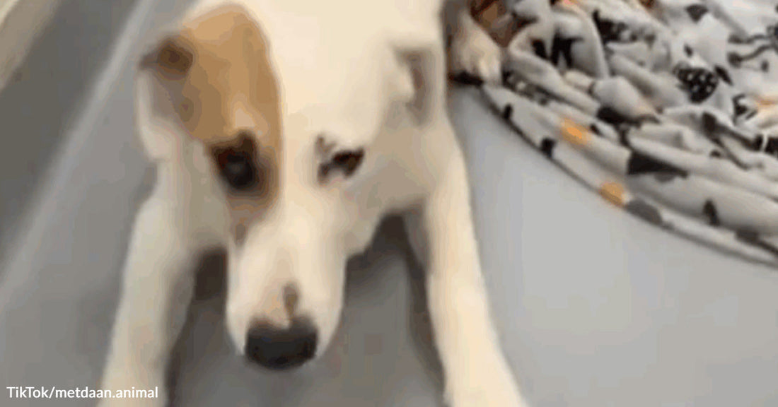 White dog lies flat on a floor indoors with its front legs stretched forward, looking tired or relaxed.
