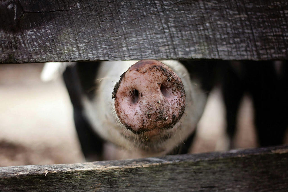 Pig Scramble at Shenandoah Fair Sparks Outrage Over Animal Cruelty