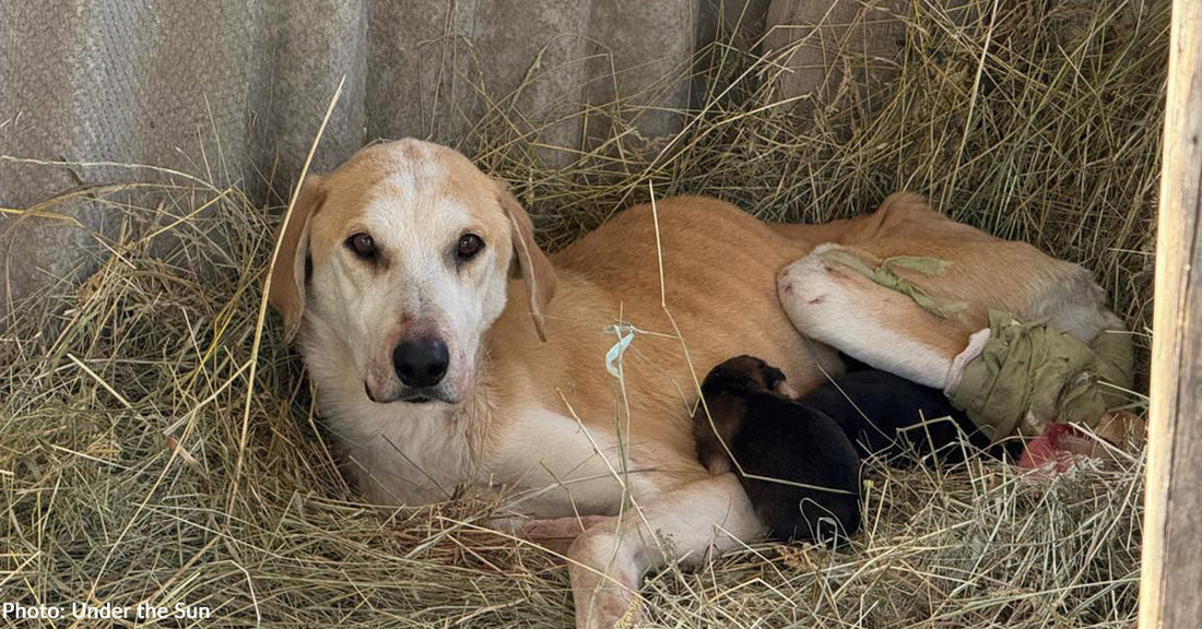 Shot Ukraine Mama Dog and Her Newborn Puppies Need Emergency Care
