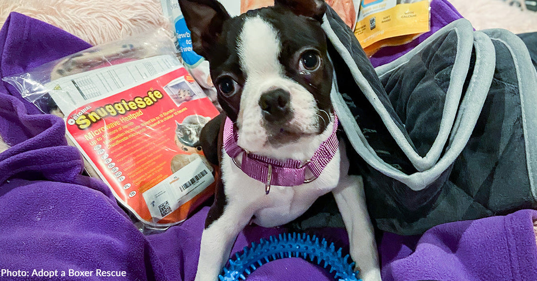 Boston terrier puppy on purple blanket looking at camera