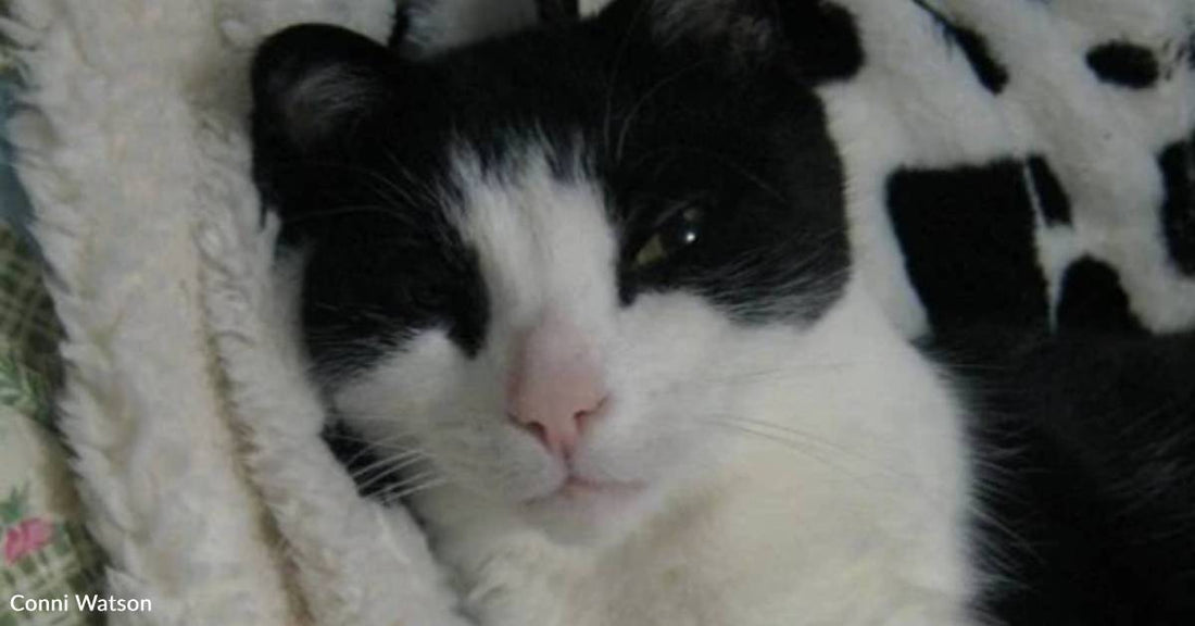 'Devilish' Cat Survives Cancer and Thrives as a Tripod