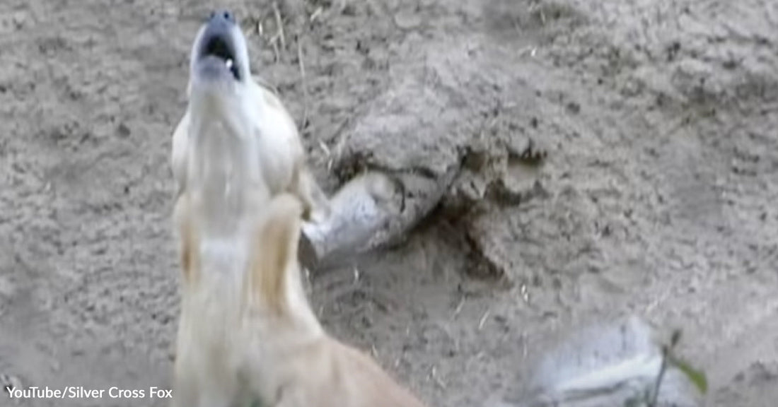 Light-colored dog with its head tilted upward howling beside a large rock on sandy ground.