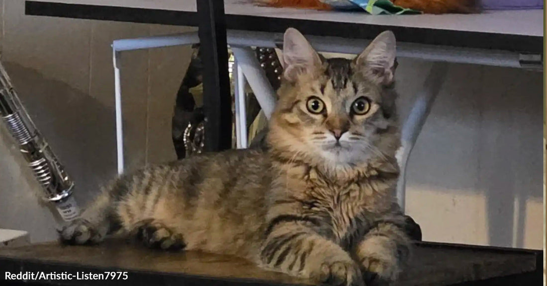 Tabby kitten lying on a surface indoors, looking alert with wide eyes.