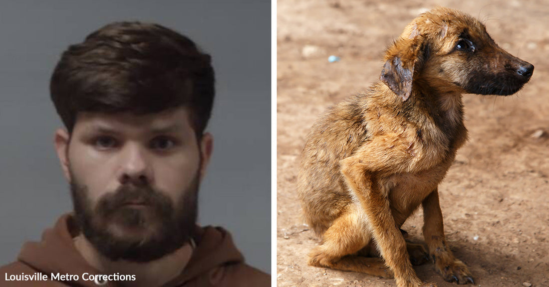 Left: Mugshot of a man with beard against a plain background labeled Louisville Metro Corrections; Right: Thin brown puppy sitting on dirt, looking off to the side.