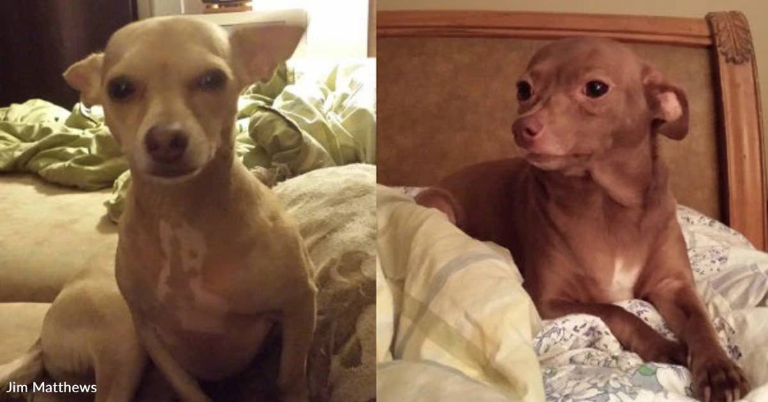 Two Chiweenies Win Heart of 'Big Dog Man'