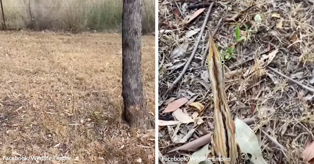 Split-screen image showing a dry grassy yard with a tree and a close-up of a camouflaged bird standing upright among fallen leaves.