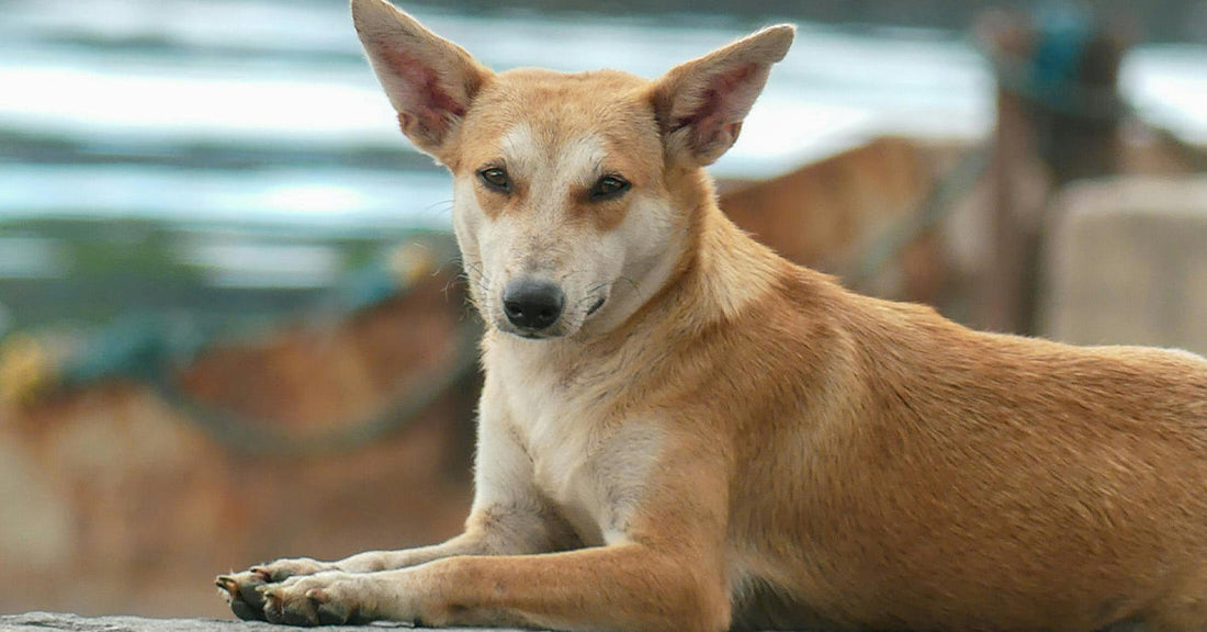 Tan street dog with large upright ears lies on a ledge, looking directly toward the camera.
