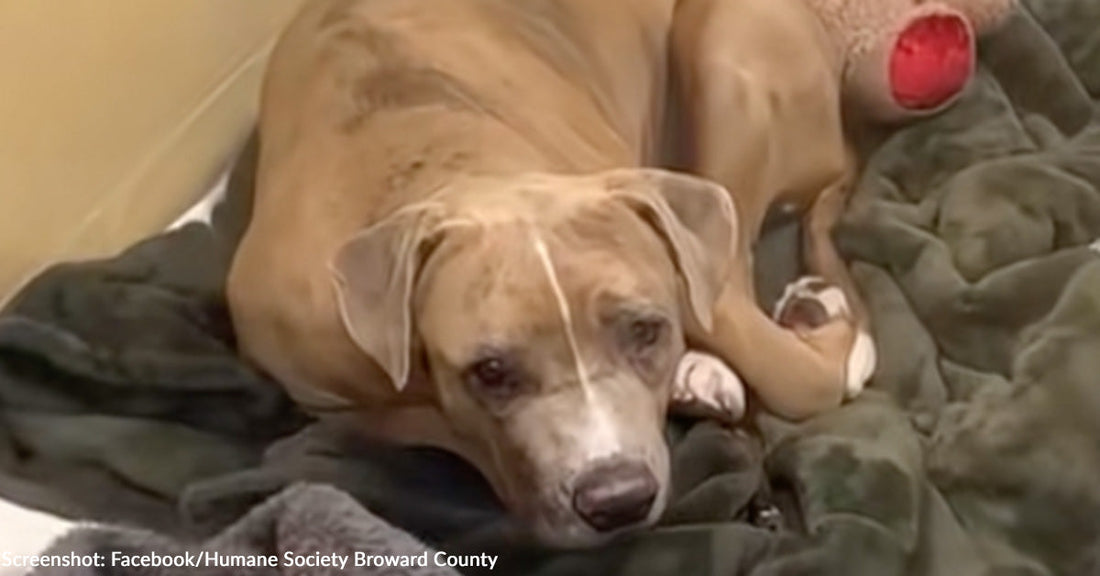 A dog resting on a dark blanket, looking gently at the camera.
