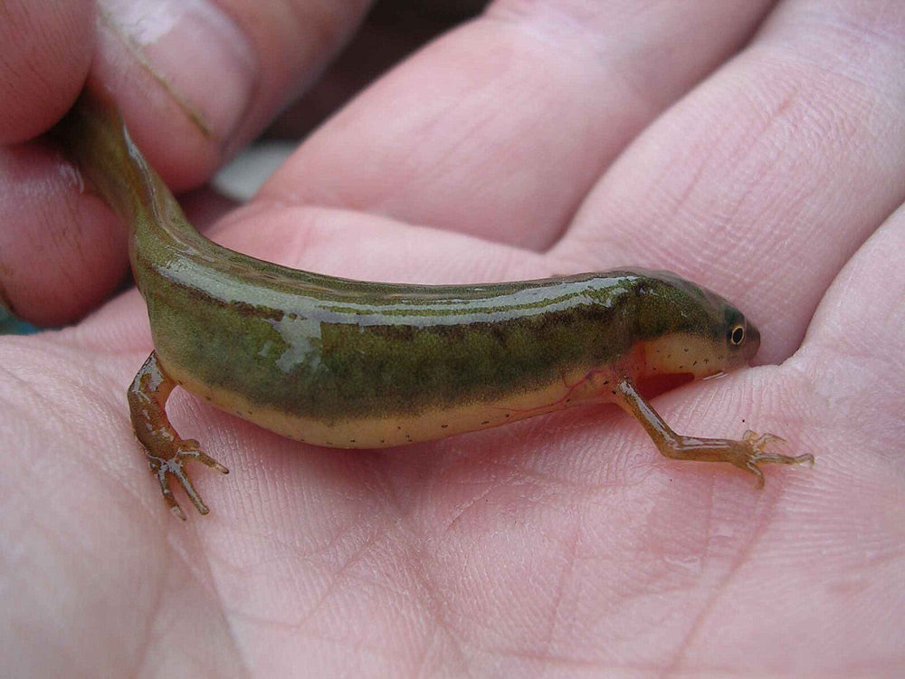 Striped Newt Faces Extinction as Climate Change and Habitat Loss Devastate Populations
