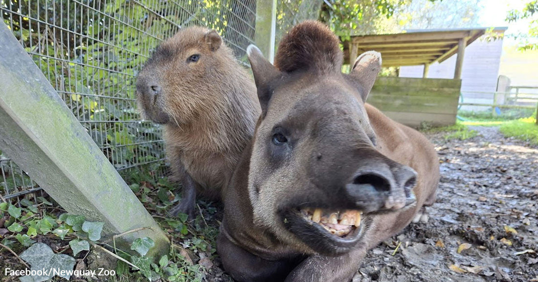 A capybara and a tapir stare directly into the camera.