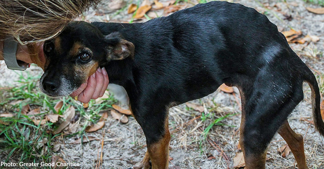Texas Animal Shelters Taking in Scores of Lost & Displaced Animals After Deadly Flash Flooding
