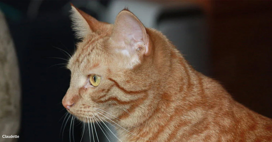 Woman Went To A Shelter To Grieve And Left With A New Furry Friend