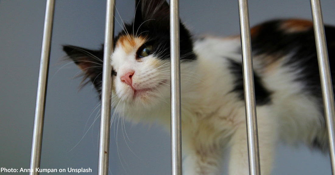 Top 10 States that Save the Most Cats in Shelters