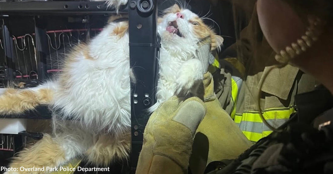 orange and white fluffy cat trapped in recliner chair