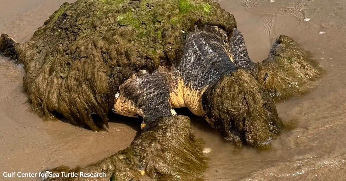 Sea turtle covered in seaweed resting on the beach.