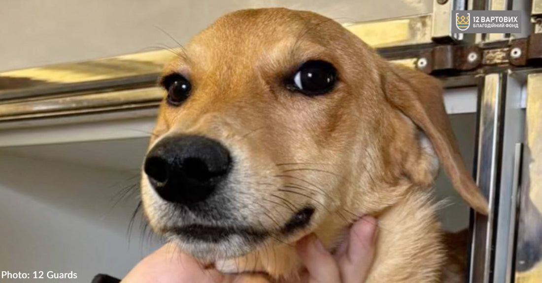 Dog Unable to Walk After Being Hit by Car Gets Second Chance