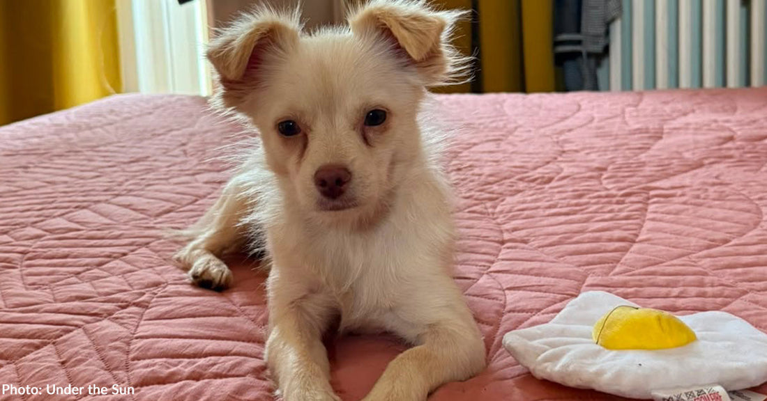 From Stealing Eggs to Finding Love: A War-Torn Dog's Second Chance