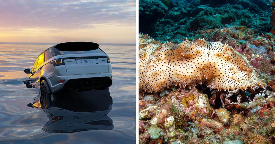 Split image: on the left, a white SUV sinking into the ocean at sunset; on the right, a spiny sea cucumber on a coral reef.