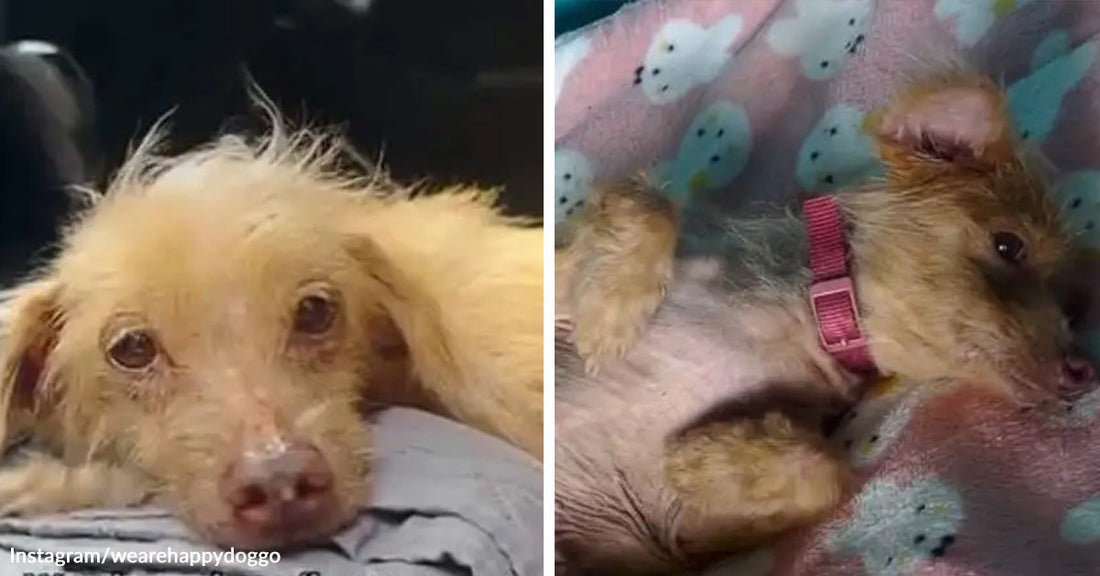 Small scruffy cream-colored dog resting with tired eyes, beside a second image of the same dog lying on a soft blanket wearing a pink collar.