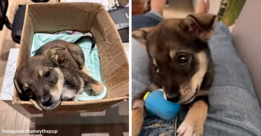 Split image of a tiny shepherd-mix puppy lying in a cardboard box on the left and chewing a blue toy while resting on someone’s lap on the right.
