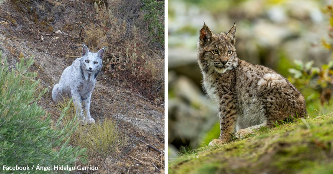 A grey-and-white lynx on the left; a spotted lynx on the right in natural surroundings.