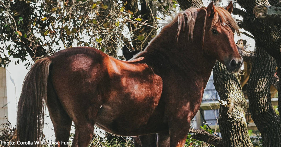 Corolla Wild Stallion 'Surfer' Dies After Fatal Kick to the Head