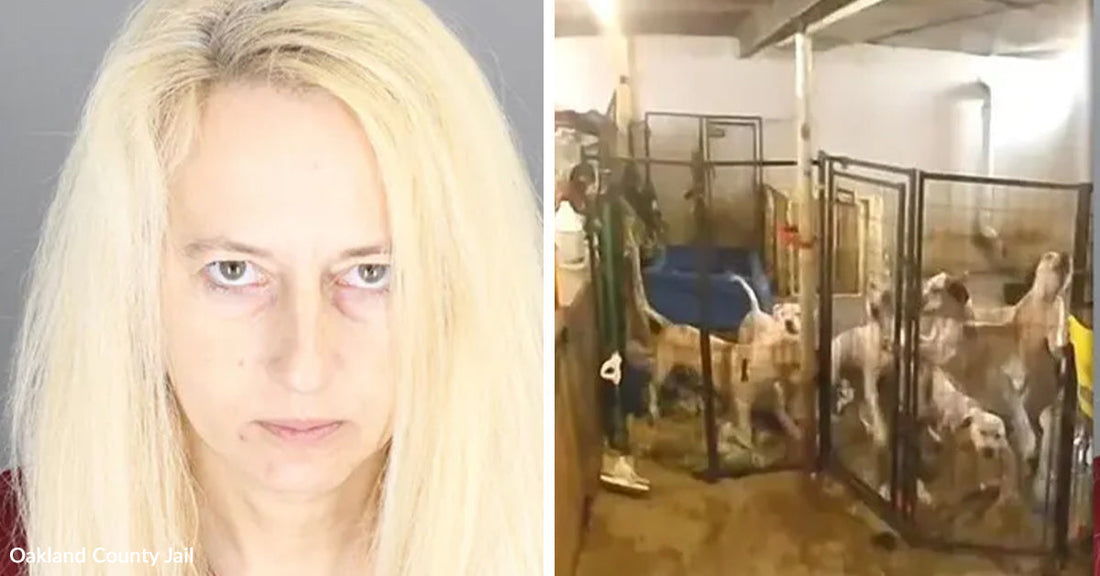 Split image shows a blonde woman’s mugshot beside an indoor room with several dogs in kennel enclosures.