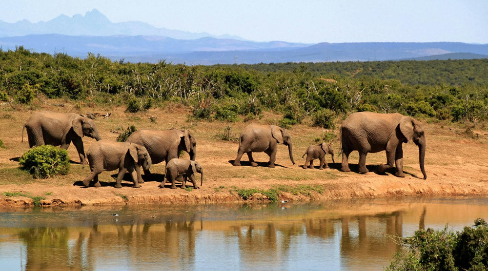 Zimbabwe’s Plan to Cull 200 Elephants Fails to Solve Hunger and Risks Extinction
