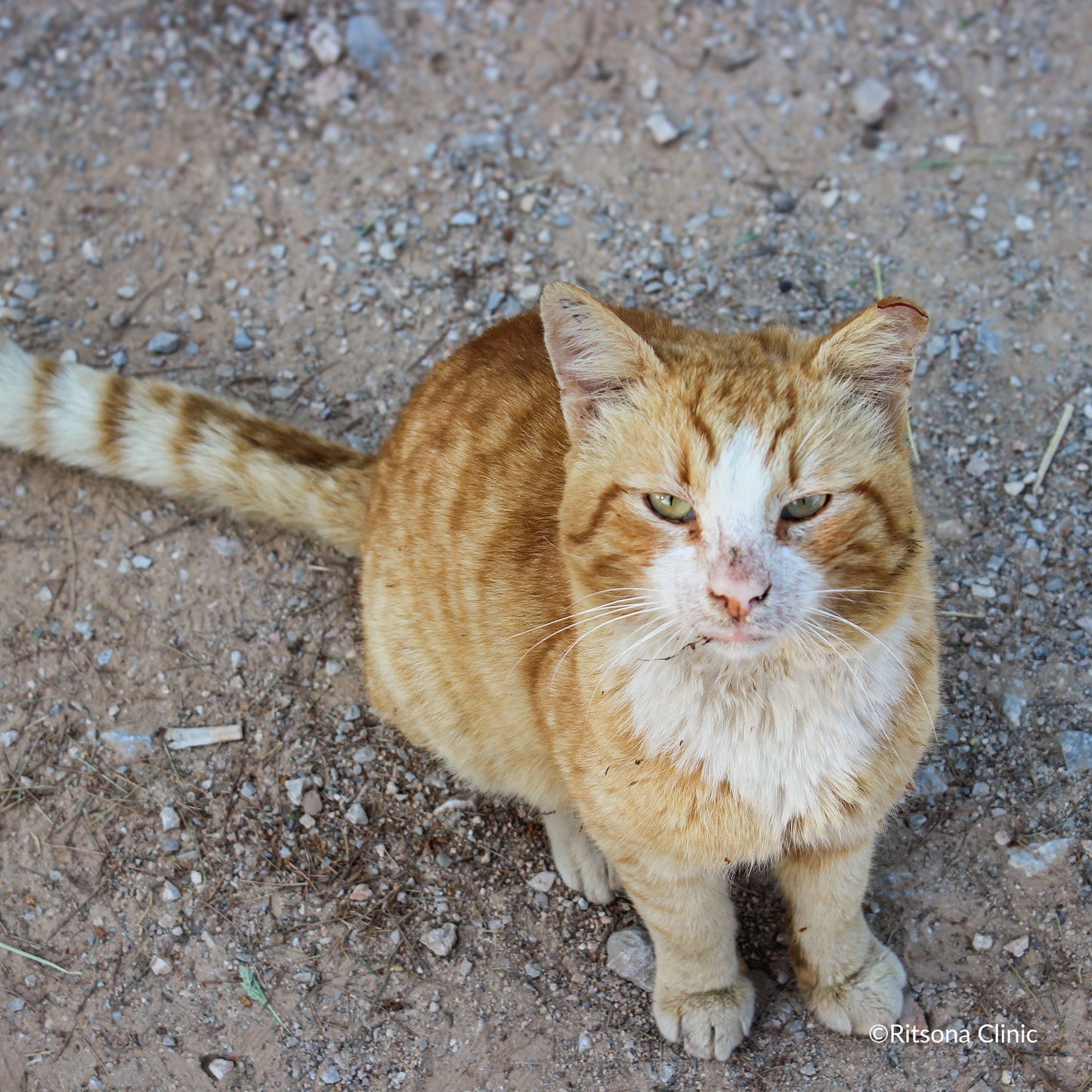 Ready For Adoption: Provide Essential Grooming Supplies to Save Pets' Lives