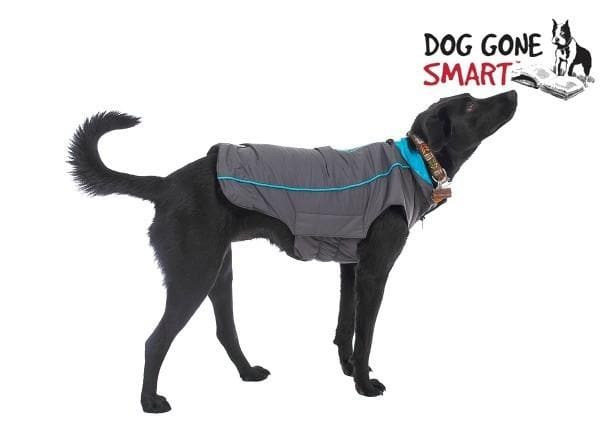 Sleek Trailblazer 8-inch Dog Jacket