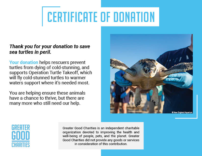 Operation Turtle Takeoff: Help Fly Endangered Sea Turtles to Warm Waters