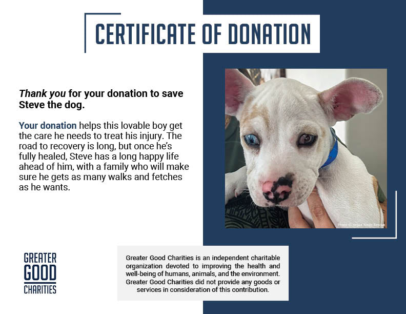 Funded: Shelter Puppy with Ruptured Eye Needs Your Support to Heal