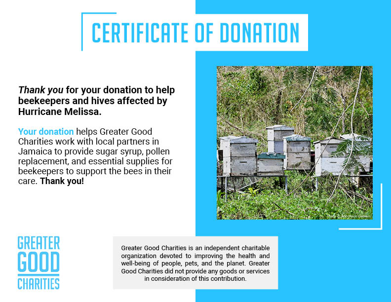 Help Save Bees Impacted by Hurricane Melissa