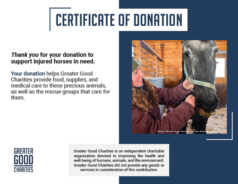 Help Injured and Neglected Horses in Urgent Need of Care