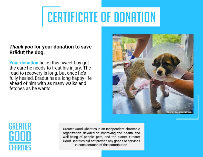 Help Brăduț Heal from a Severe Back Wound