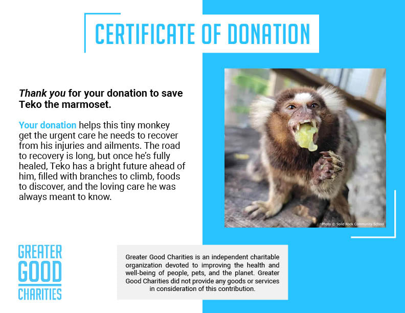 Help Teko the Marmoset Swing Back to Health