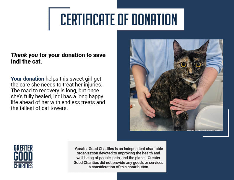 Mama Cat Indi Needs Surgery to Repair Broken Leg