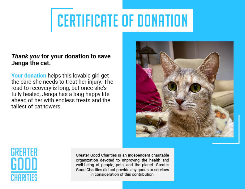 Funded: Cat Suffering from Infected Gunshot Wound Needs Your Help to Heal