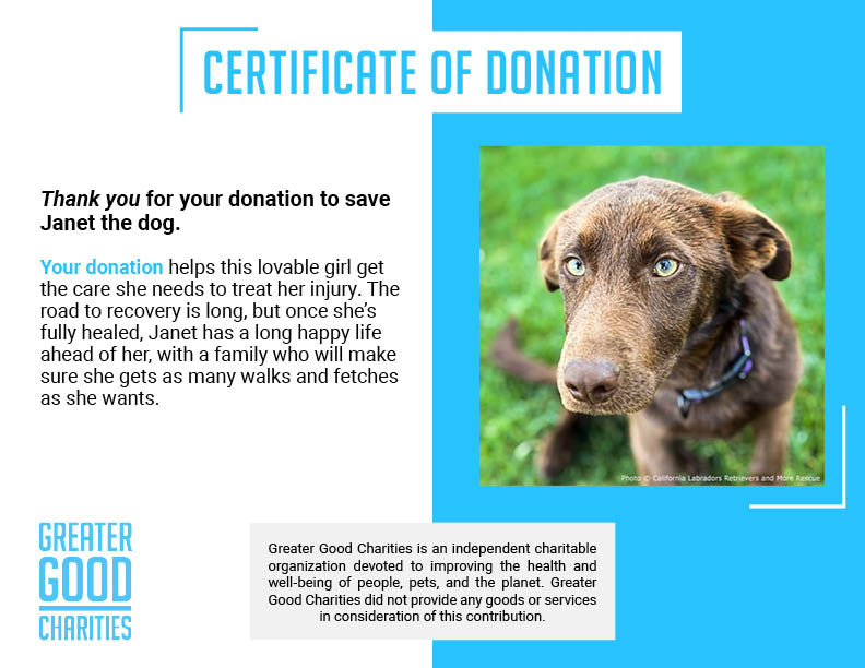 Funded: Injured Puppy Who Survived Deadly Wildfires Needs Leg Amputation to Walk Again