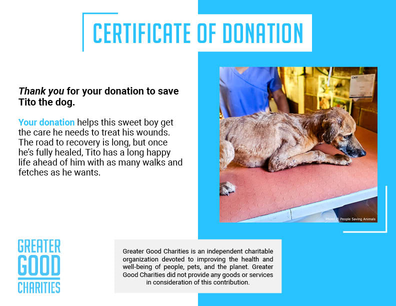 Funded: Help Tito Who Was Attacked by Other Stray Dogs Heal from His Wounds