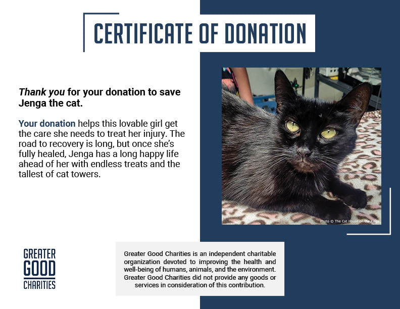 Funded: Help Cat Suffering with Painful Injuries After Being Struck by Car