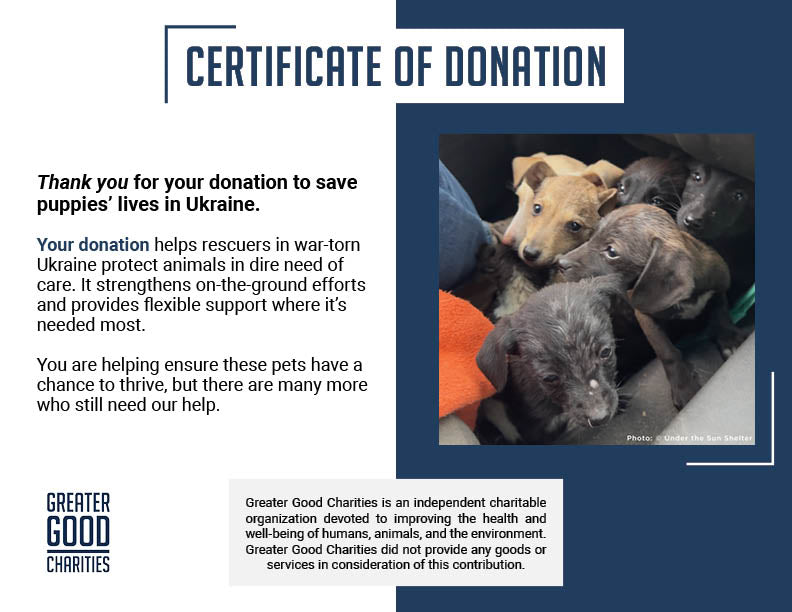 Funded: 36 Newborn Puppies Rescued from War Zone Need Care