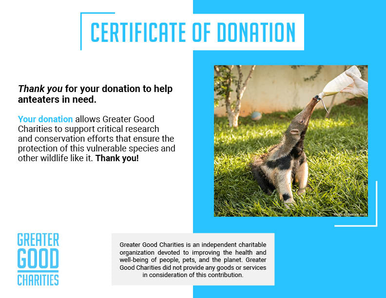 Help Protect the Vulnerable Giant Anteater