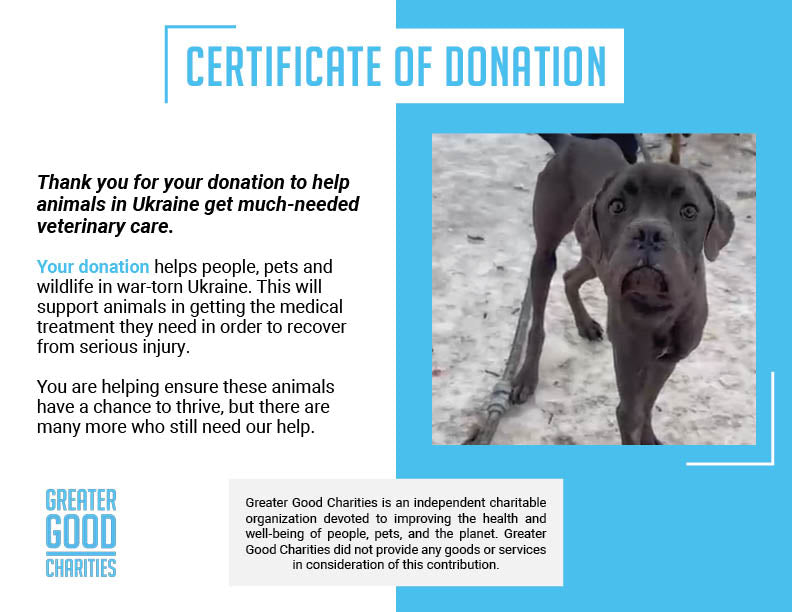 Emaciated Dogs Rescued from War-Torn Village Need Your Support to Survive