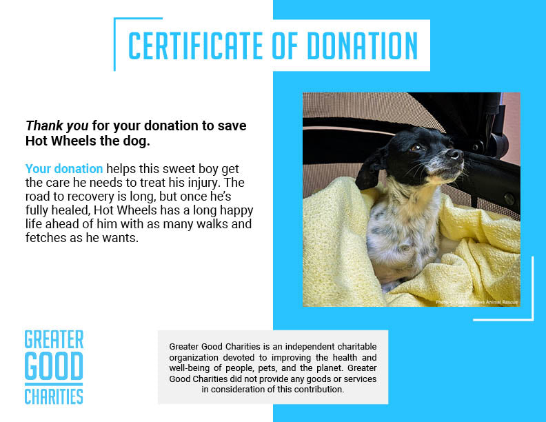 Funded: Dog Found Near Death After Being Hit by Car Needs Your Support to Heal