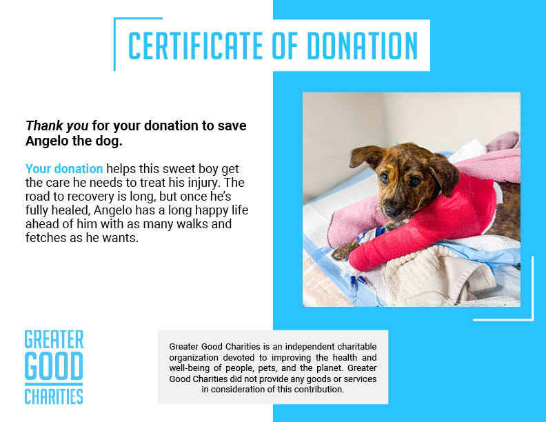 Funded: Help Save Puppy in Critical Condition After Being Struck by Car