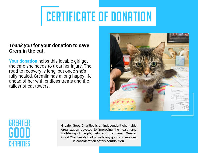 Funded: Cat Caught in Rusty Trap Needs Your Support to Walk Without Pain