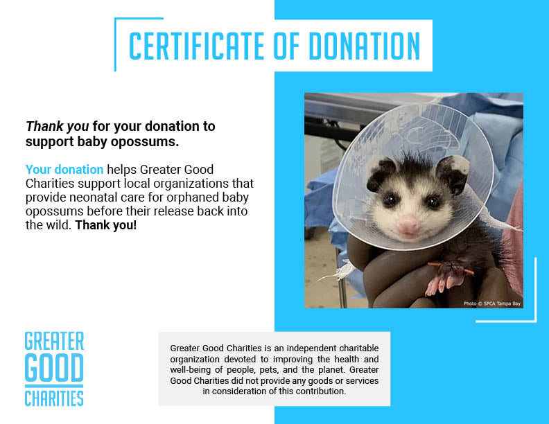 Provide Warmth to Orphaned Baby Opossums