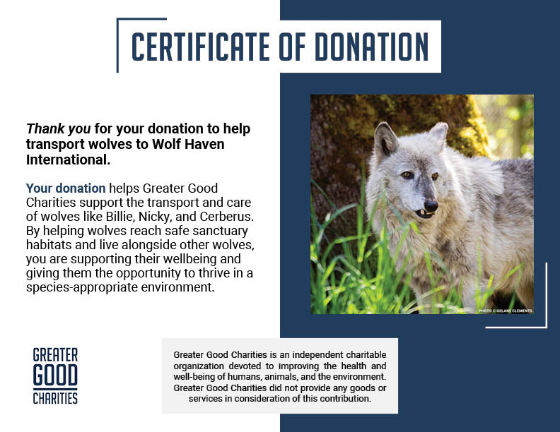 Every Wolf Needs a Companion: Help Fly Nicky to Billie